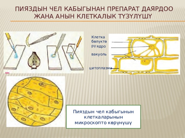 Пияздын чел кабыгынан препарат даярдоо жана анын клеткалык түзүлүшү Клетка бөлүктөрү ядро вакуоль цитоплазма Пияздын чел кабыгынын клеткаларынын микроскопто көрүнүшү 