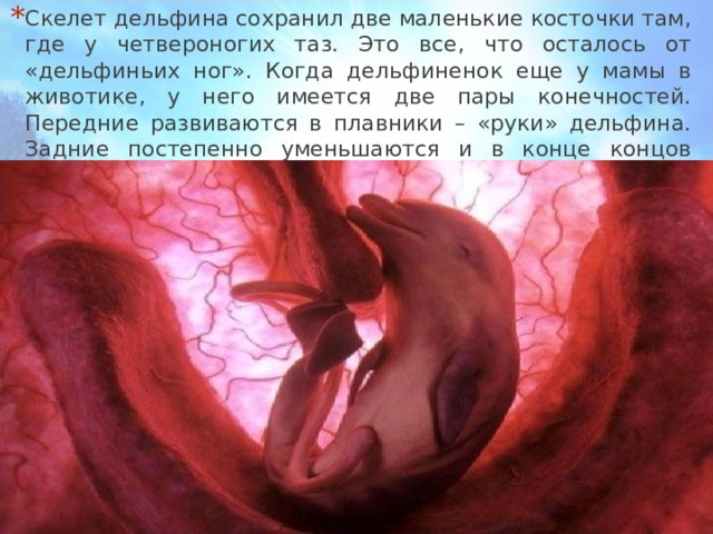 Скелет дельфина сохранил две маленькие косточки там, где у четвероногих таз. Это все, что осталось от «дельфиньих ног». Когда дельфиненок еще у мамы в животике, у него имеется две пары конечностей. Передние развиваются в плавники – «руки» дельфина. Задние постепенно уменьшаются и в конце концов исчезают. 