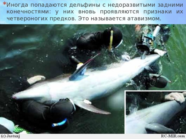 Иногда попадаются дельфины с не­доразвитыми задними конечностями: у них вновь проявляются признаки их четвероногих предков. Это называется атавизмом.  