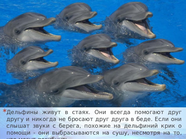 Дельфины живут в стаях. Они всегда помогают друг другу и никогда не бросают друг друга в беде. Если они слышат звуки с берега, похожие на дельфиний крик о помощи - они выбрасываются на сушу, несмотря на то, что могут погибнуть… 