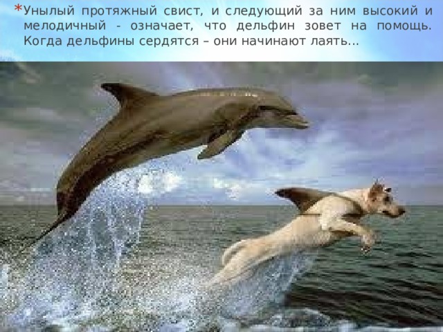 Унылый протяжный свист, и следующий за ним высокий и мелодичный - означает, что дельфин зовет на помощь. Когда дельфины сердятся – они начинают лаять...   