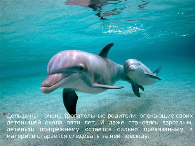 Дельфины – очень трогательные родители, опекающие своих детенышей около пяти лет. И даже становясь взрослым, детеныш по-прежнему остается сильно привязанным к матери, и старается следовать за ней повсюду. 