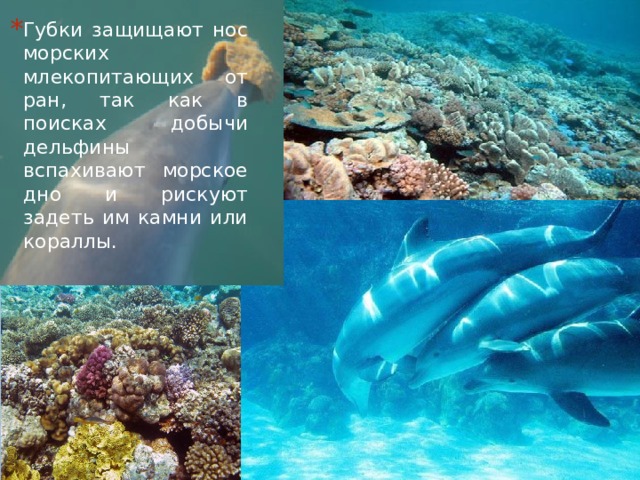 Губки защищают нос морских млекопитающих от ран, так как в поисках добычи дельфины вспахивают морское дно и рискуют задеть им камни или кораллы.  