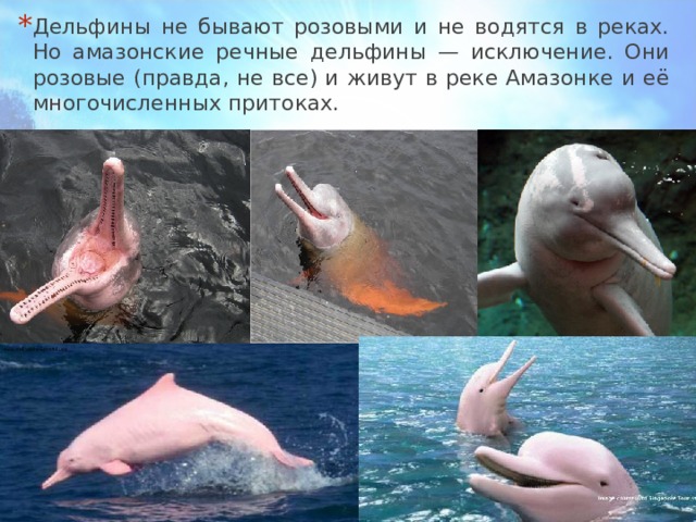 Дельфины не бывают розовыми и не водятся в реках. Но амазонские речные дельфины — исключение. Они розовые (правда, не все) и живут в реке Амазонке и её многочисленных притоках. 