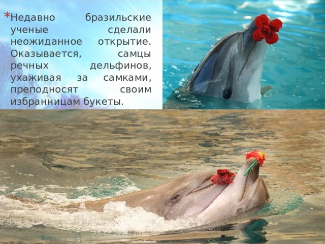 Недавно бразильские ученые сделали неожиданное открытие. Оказывается, самцы речных дельфинов, ухаживая за самками, преподносят своим избранницам букеты. 