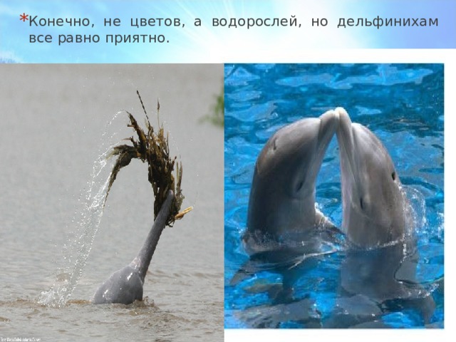 Конечно, не цветов, а водорослей, но дельфинихам все равно приятно.  