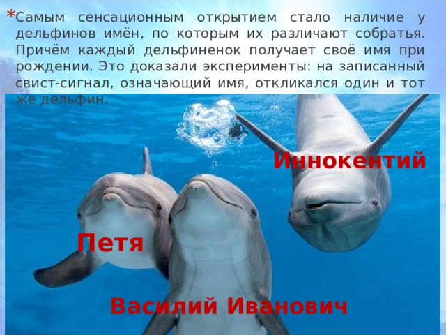 Самым сенсационным открытием стало наличие у дельфинов имён, по которым их различают собратья. Причём каждый дельфиненок получает своё имя при рождении. Это доказали эксперименты: на записанный свист-сигнал, означающий имя, откликался один и тот же дельфин. Иннокентий Петя Василий Иванович 