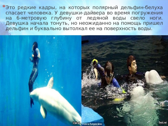 Это редкие кадры, на которых полярный дельфин-белуха спасает человека. У девушки-дайвера во время погружения на 6-метровую глубину от ледяной воды свело ноги. Девушка начала тонуть, но неожиданно на помощь пришел дельфин и буквально вытолкал ее на поверхность воды. 