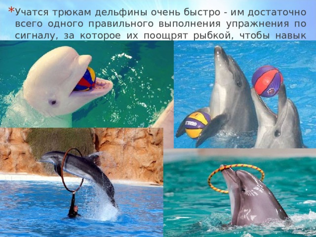 Учатся трюкам дельфины очень быстро - им достаточно всего одного правильного выполнения упражнения по сигналу, за которое их поощрят рыбкой, чтобы навык закрепился в памяти. 