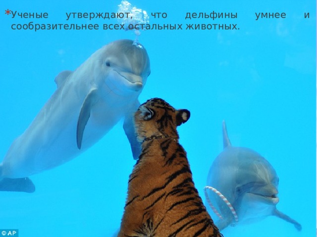 Ученые утверждают, что дельфины умнее и сообразительнее всех остальных животных. 