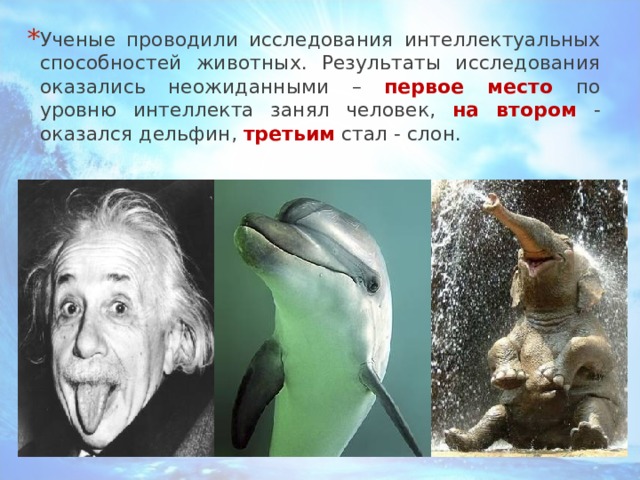 Ученые проводили исследования интеллектуальных способностей животных. Результаты исследования оказались неожиданными – первое место по уровню интеллекта занял человек, на втором - оказался дельфин, третьим стал - слон.  