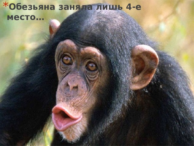 Обезьяна заняла лишь 4-е место… 