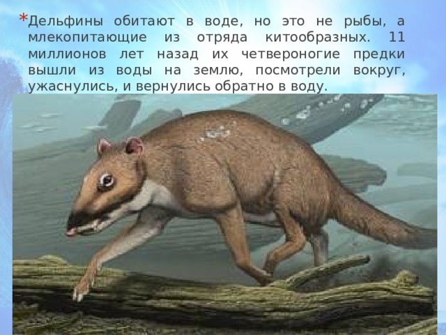 Дельфины обитают в воде, но это не рыбы, а млекопитающие из отряда китообразных. 11 миллионов лет назад их четвероногие предки вышли из воды на землю, посмотрели вокруг, ужаснулись, и вернулись обратно в воду. 