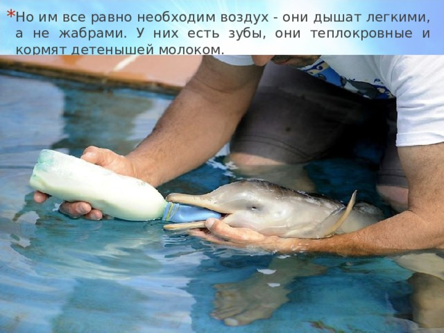 Но им все равно необходим воздух - они дышат легкими, а не жабрами. У них есть зубы, они теплокровные и кормят детенышей молоком.  