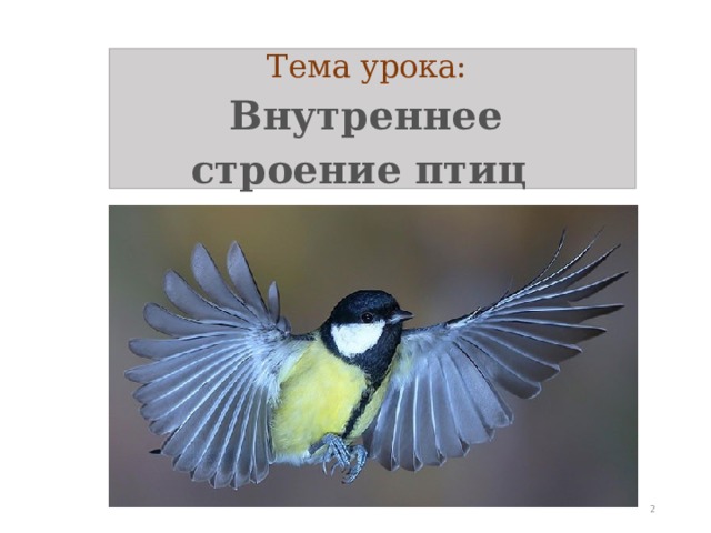 Тема урока:  Внутреннее  строение птиц  