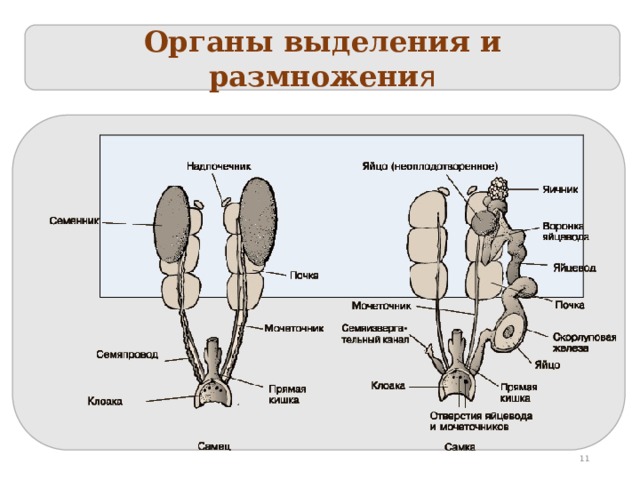 Органы выделения и размножени я  