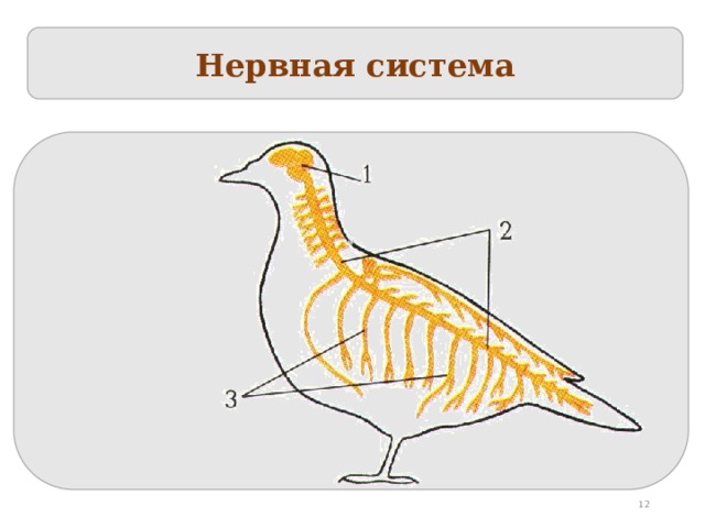 Нервная система  