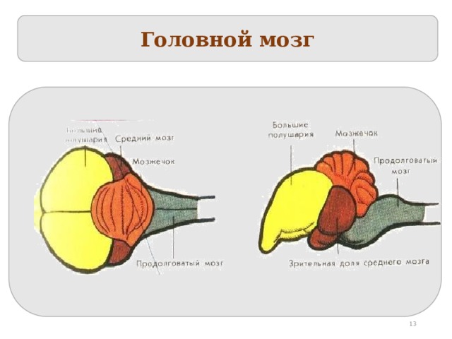 Головной мозг  