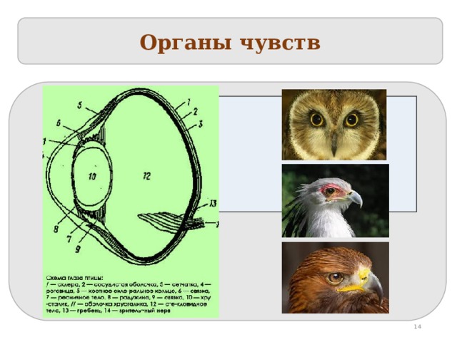 Органы чувств  