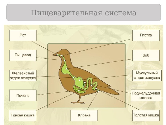 Пищеварительная система  