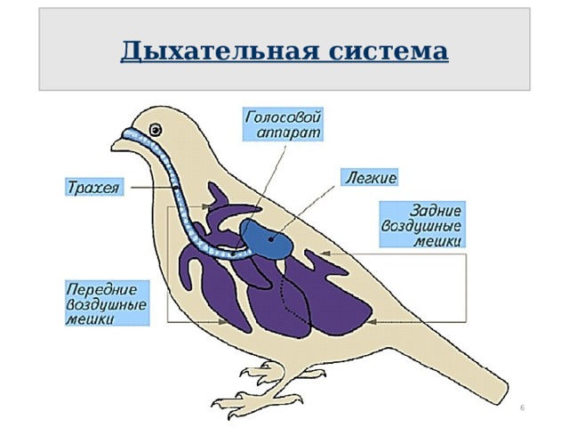 Дыхательная система  