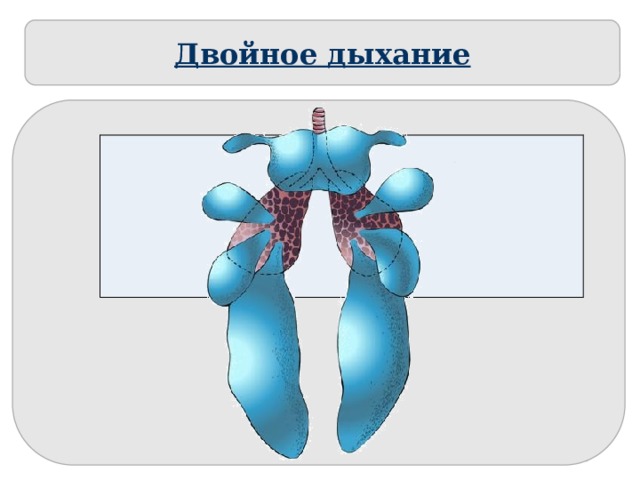 Двойное дыхание  