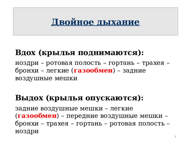 Двойное дыхание Вдох (крылья поднимаются): ноздри – ротовая полость – гортань – трахея – бронхи – легкие ( газообмен ) – задние воздушные мешки Выдох (крылья опускаются): задние воздушные мешки – легкие ( газообмен ) – передние воздушные мешки – бронхи – трахея – гортань – ротовая полость – ноздри  