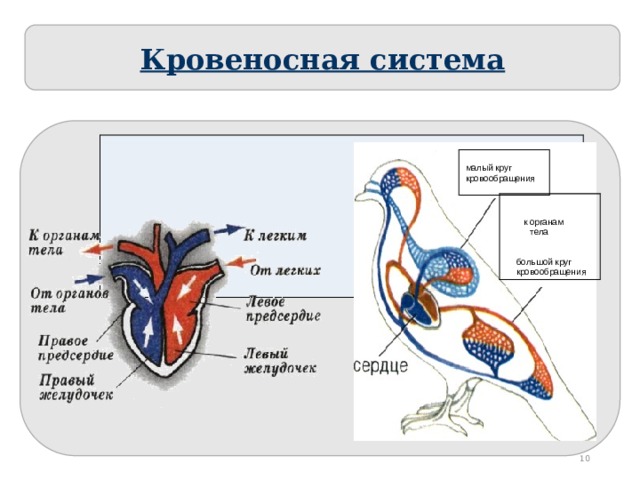 Кровеносная система малый  круг кровообращения  к органам тела большой круг кровообращения  