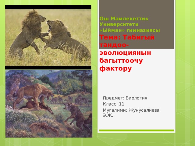 Ош Мамлекеттик Университети  «Ыйман» гимназиясы  Тема: Табигый тандоо- эволюциянын багыттоочу фактору    Предмет: Биология Класс: 11 Мугалими: Жунусалиева Э.Ж. 