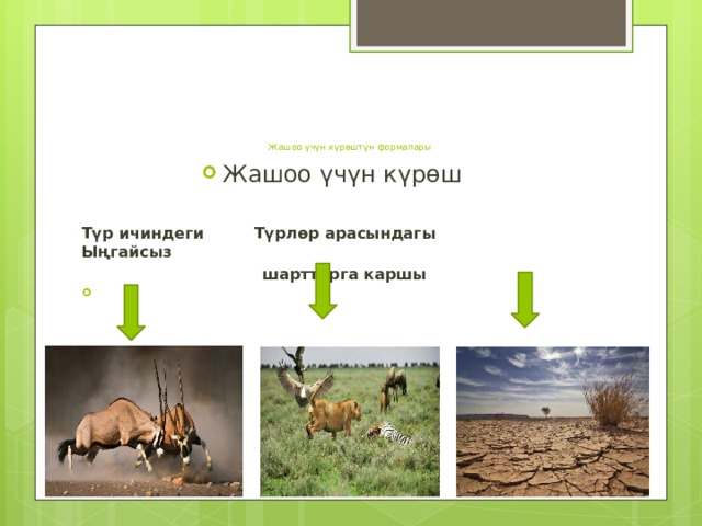      Жашоо үчүн күрөштүн формалары   Жашоо үчүн күрөш Түр ичиндеги  Түрлөр арасындагы  Ыңгайсыз       шарттарга каршы 