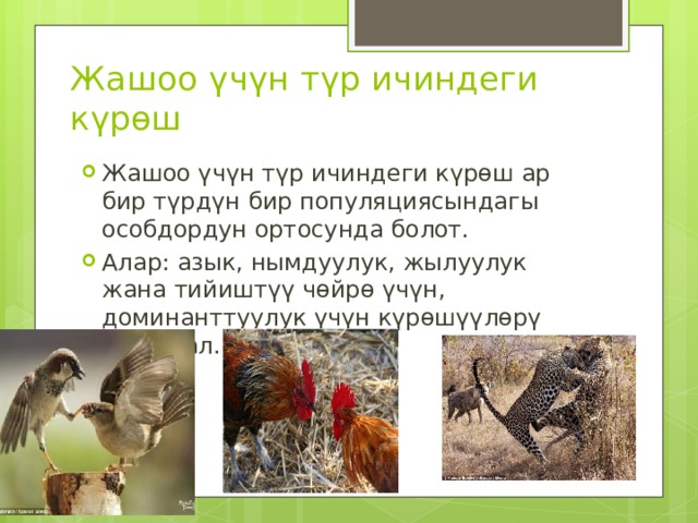 Жашоо үчүн түр ичиндеги күрөш Жашоо үчүн түр ичиндеги күрөш ар бир түрдүн бир популяциясындагы особдордун ортосунда болот. Алар: азык, нымдуулук, жылуулук жана тийиштүү чөйрө үчүн, доминанттуулук үчүн күрөшүүлөрү ыктымал. 