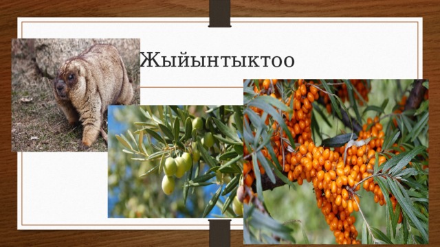 Жыйынтыктоо 