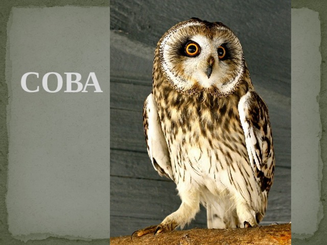 СОВА 