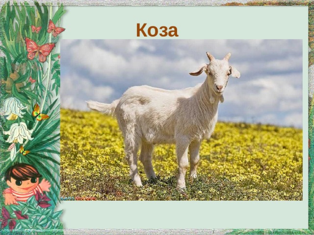 Коза 