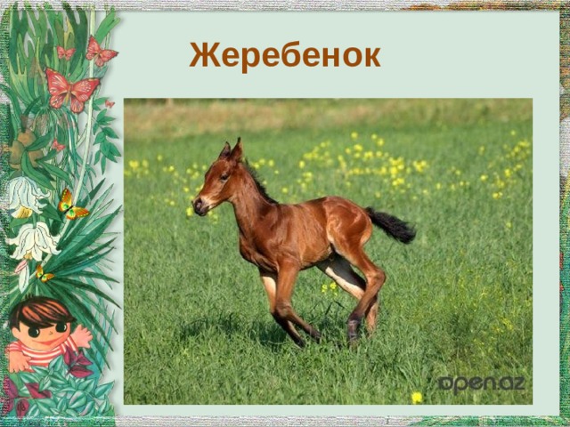Жеребенок 