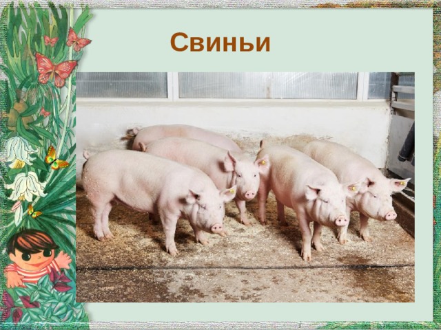 Свиньи 