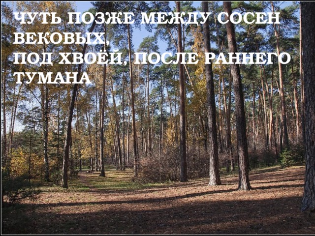 ЧУТЬ ПОЗЖЕ МЕЖДУ СОСЕН ВЕКОВЫХ,  ПОД ХВОЁЙ, ПОСЛЕ РАННЕГО ТУМАНА 