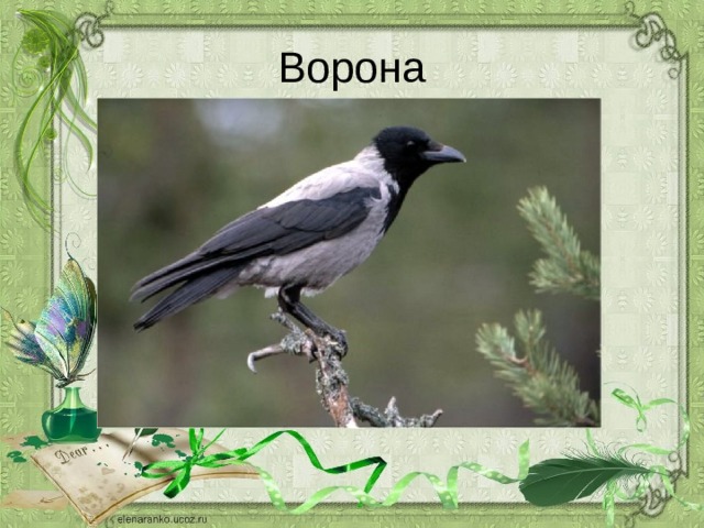 Ворона 
