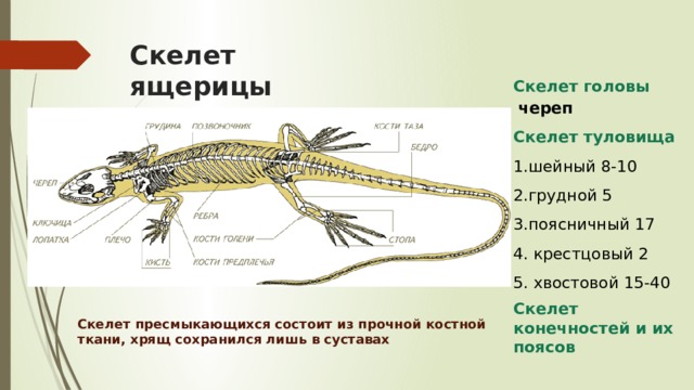 Скелет ящерицы Скелет головы  череп Скелет туловища 1.шейный 8-10 2.грудной 5 3.поясничный 17 4. крестцовый 2 5. хвостовой 15-40 Скелет конечностей и их поясов Скелет пресмыкающихся состоит из прочной костной ткани, хрящ сохранился лишь в суставах 
