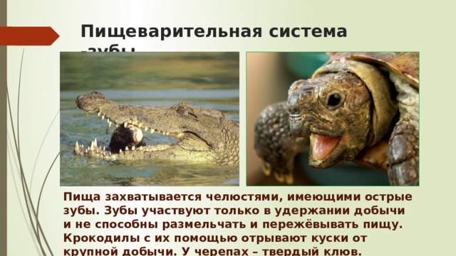 Пищеварительная система -зубы Пища захватывается челюстями, имеющими острые зубы. Зубы участвуют только в удержании добычи и не способны размельчать и пережёвывать пищу. Крокодилы с их помощью отрывают куски от крупной добычи. У черепах – твердый клюв. 