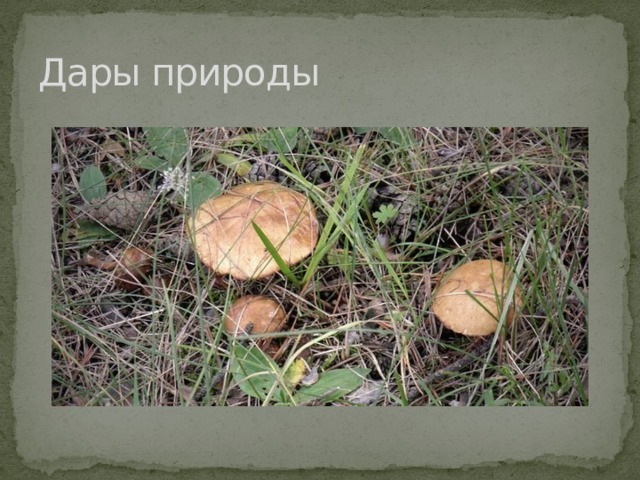 Дары природы 