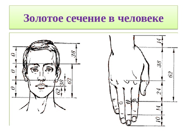 Золотое сечение в человеке