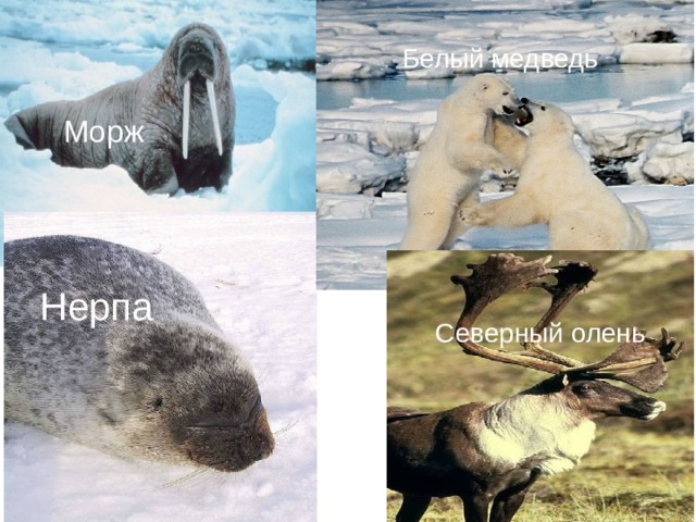 Белый медведь  Морж Нерпа Северный олень 
