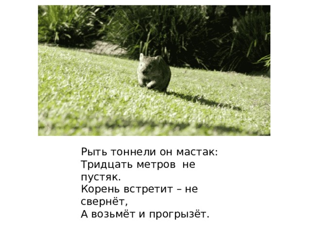 Рыть тоннели он мастак:  Тридцать метров  не пустяк.  Корень встретит – не свернёт,  А возьмёт и прогрызёт.    