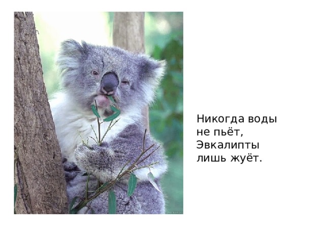 Никогда воды не пьёт,  Эвкалипты лишь жуёт. 