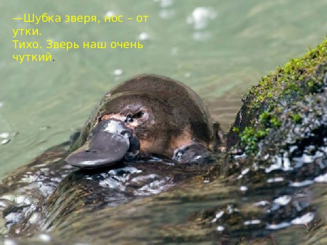 — Шубка зверя, нос – от утки.  Тихо. Зверь наш очень чуткий .   