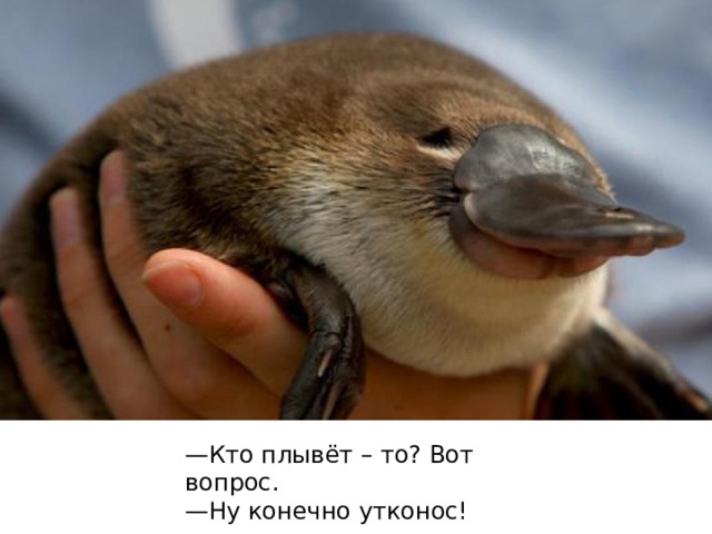 — Кто плывёт – то? Вот вопрос.  —Ну конечно утконос!   