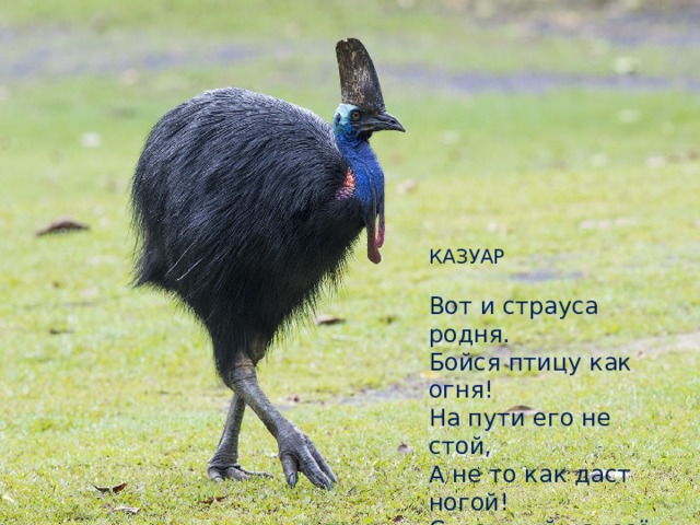 КАЗУАР   Вот и страуса родня.  Бойся птицу как огня!  На пути его не стой,  А не то как даст ногой!  Страшный нанесёт удар  Шлемоносный казуар.  Ой, поехали скорей!  Покажу других зверей. 