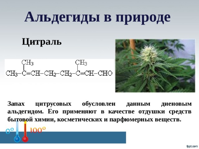 Альдегиды в природе Цитраль Запах цитрусовых обусловлен данным диеновым альдегидом. Его применяют в качестве отдушки средств бытовой химии, косметических и парфюмерных веществ.