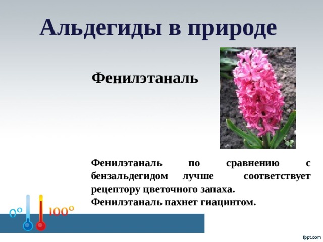 Альдегиды в природе Фенилэтаналь Фенилэтаналь по сравнению с бензальдегидом лучше соответствует рецептору цветочного запаха. Фенилэтаналь пахнет гиацинтом.
